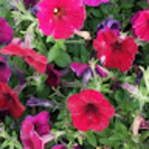 Meet your Posher, Diane